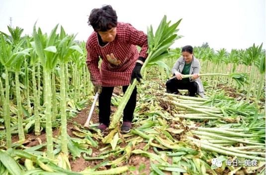 萵筍兄弟貢菜 全年高價(jià)、雙季種植的新鮮蔬果瑰寶